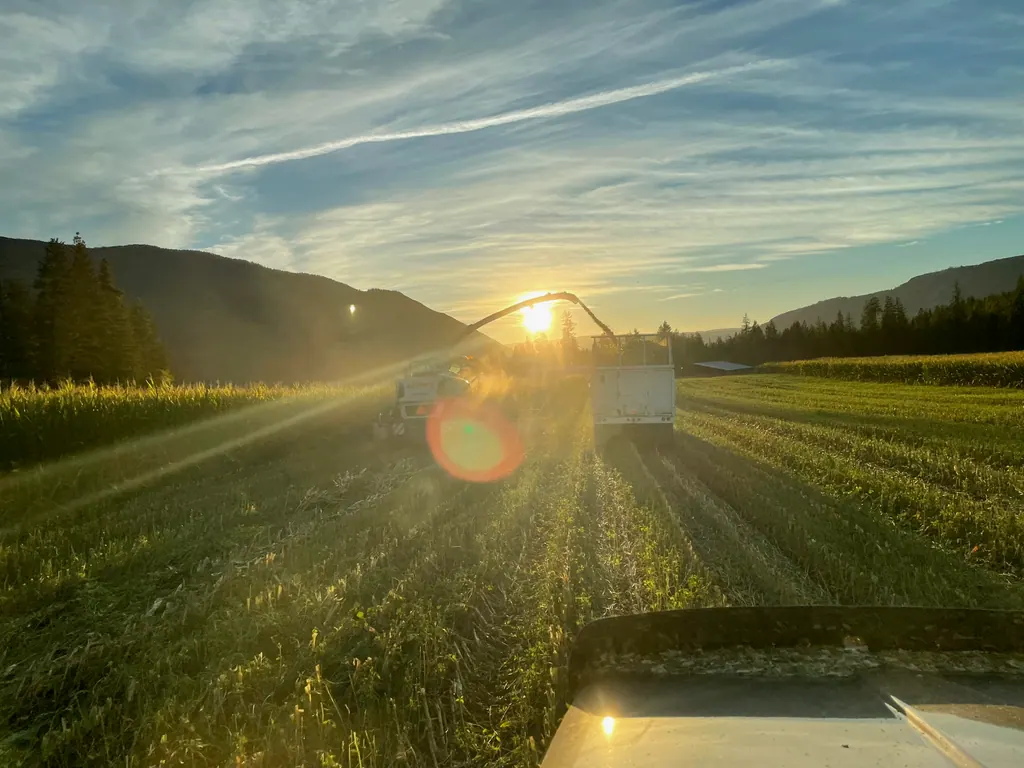 A forage harvester blowing silage into a truck at sunset, seen from the truck behind